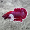 DUMBO EARS BUTTERFLY SALAMANDER HMPK MALE #LA.176