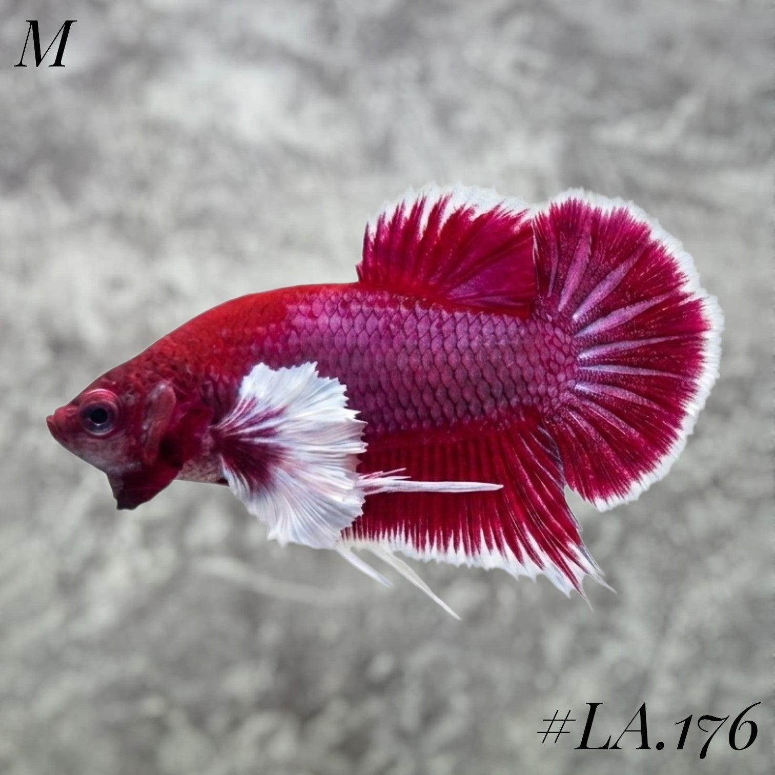 DUMBO EARS BUTTERFLY SALAMANDER HMPK MALE #LA.176