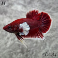 PURPLE LAVENDER BUTTERFLY DUMBO EARS HMPK MALE #LA.54