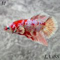 WHITE BARONGSAI RED GOLD SHIMMER PURPLE GALAXY HMPK MALE #LA.188