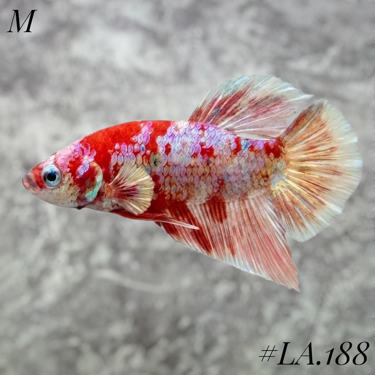 WHITE BARONGSAI RED GOLD SHIMMER PURPLE GALAXY HMPK MALE #LA.188