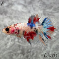 MULTICOLOR LEOPARD ORANGE GALAXY CROWNTAIL FEMALE #LA.315
