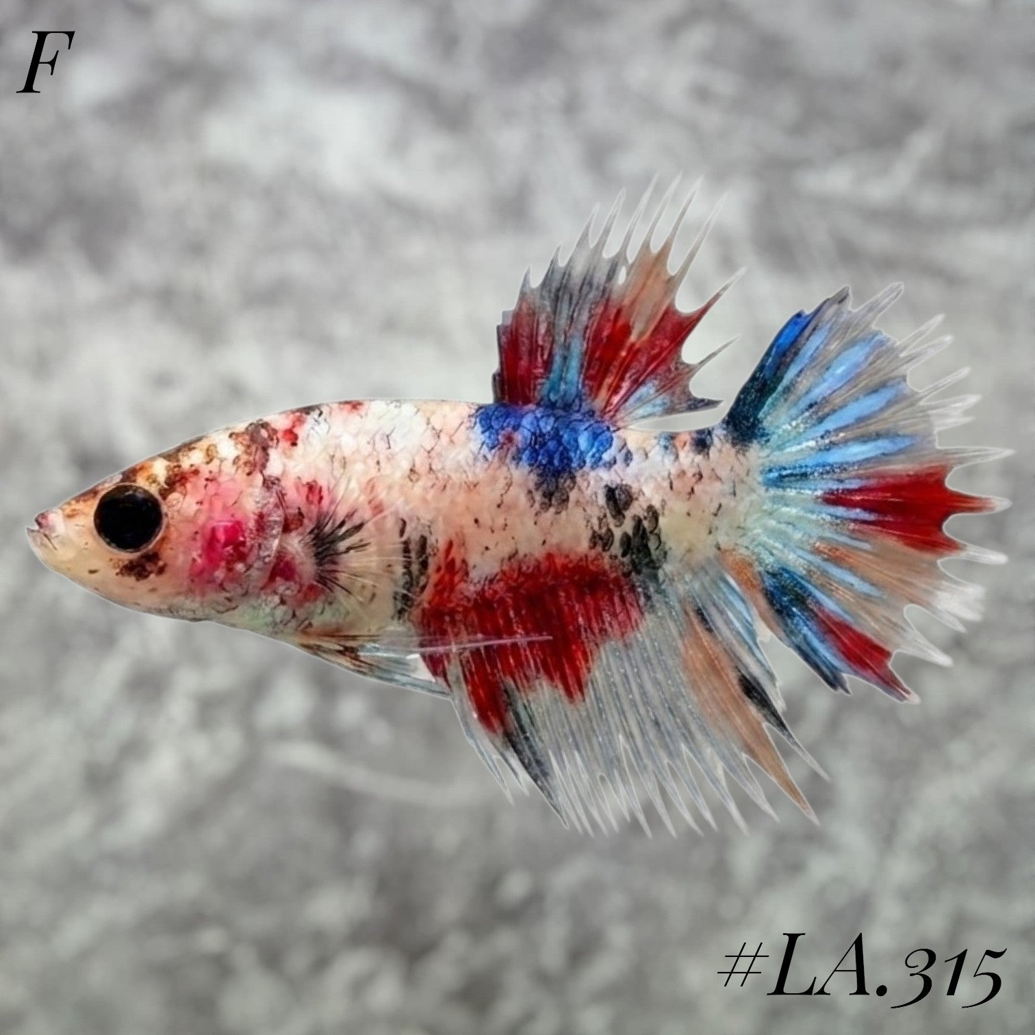 MULTICOLOR LEOPARD ORANGE GALAXY CROWNTAIL FEMALE #LA.315