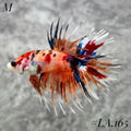 MULTICOLOR ORANGE BLACKTIGER NEMO GALAXY CROWNTAIL MALE #LA.165