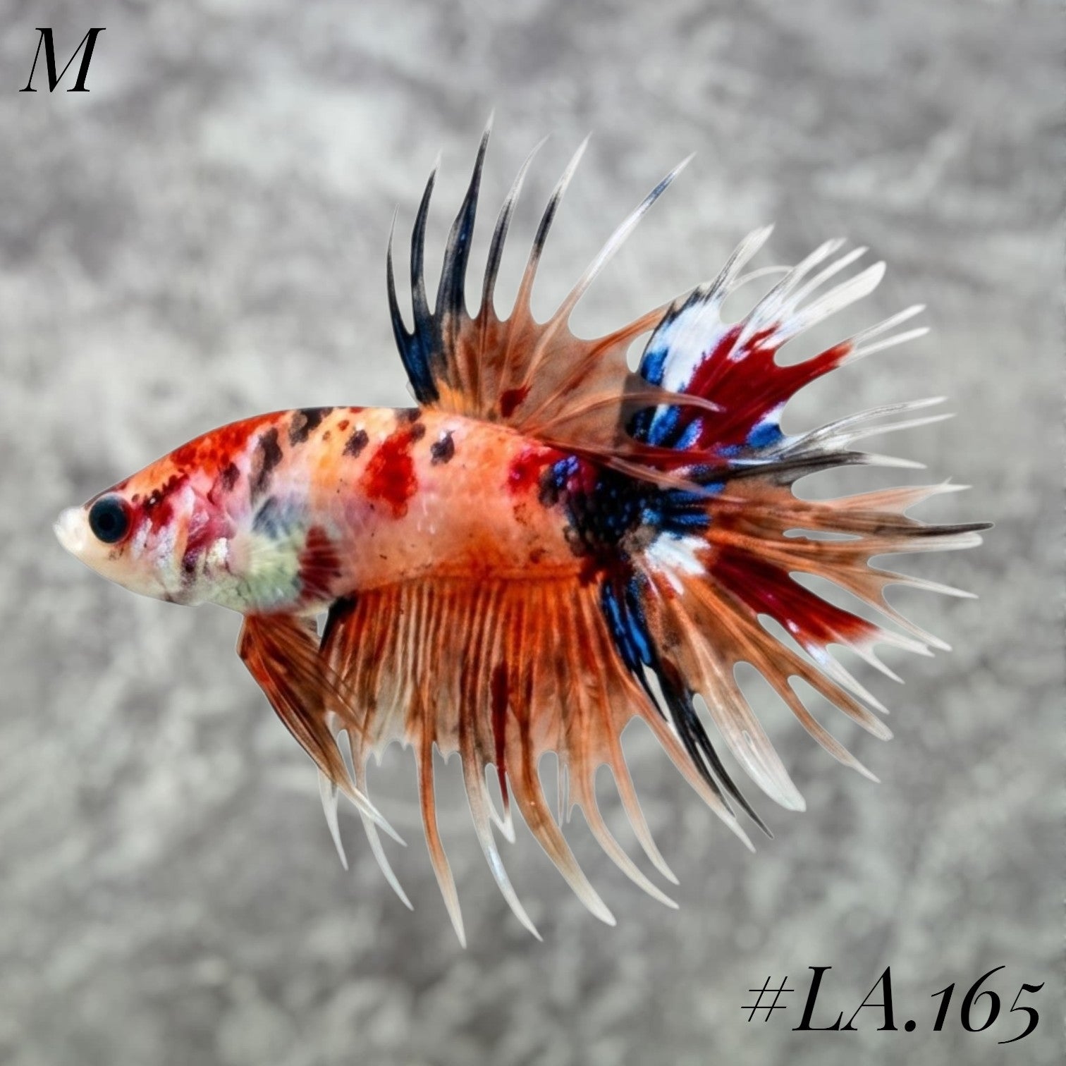 MULTICOLOR ORANGE BLACKTIGER NEMO GALAXY CROWNTAIL MALE #LA.165