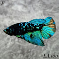 AVATAR BLACKSTAR TURQUOISE HALFMOON FEMALE #LA.100