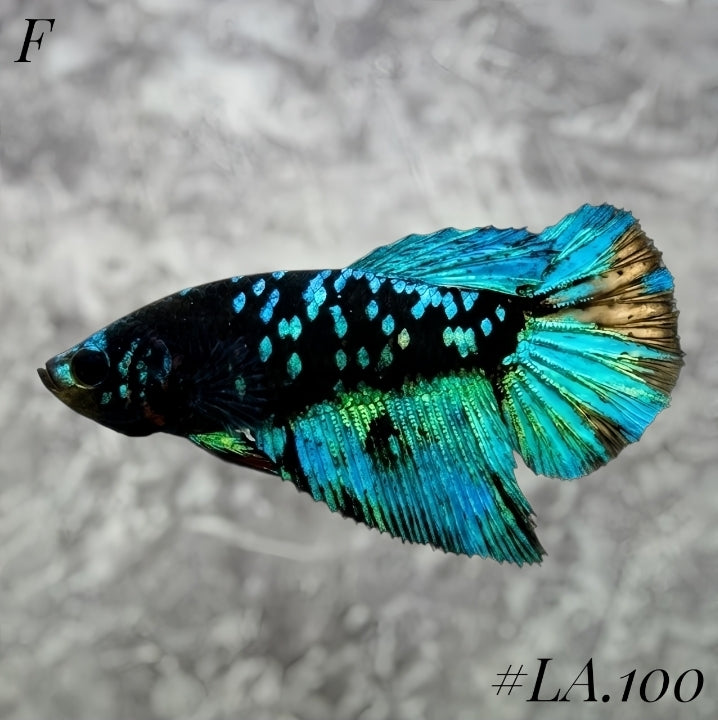 AVATAR BLACKSTAR TURQUOISE HALFMOON FEMALE #LA.100