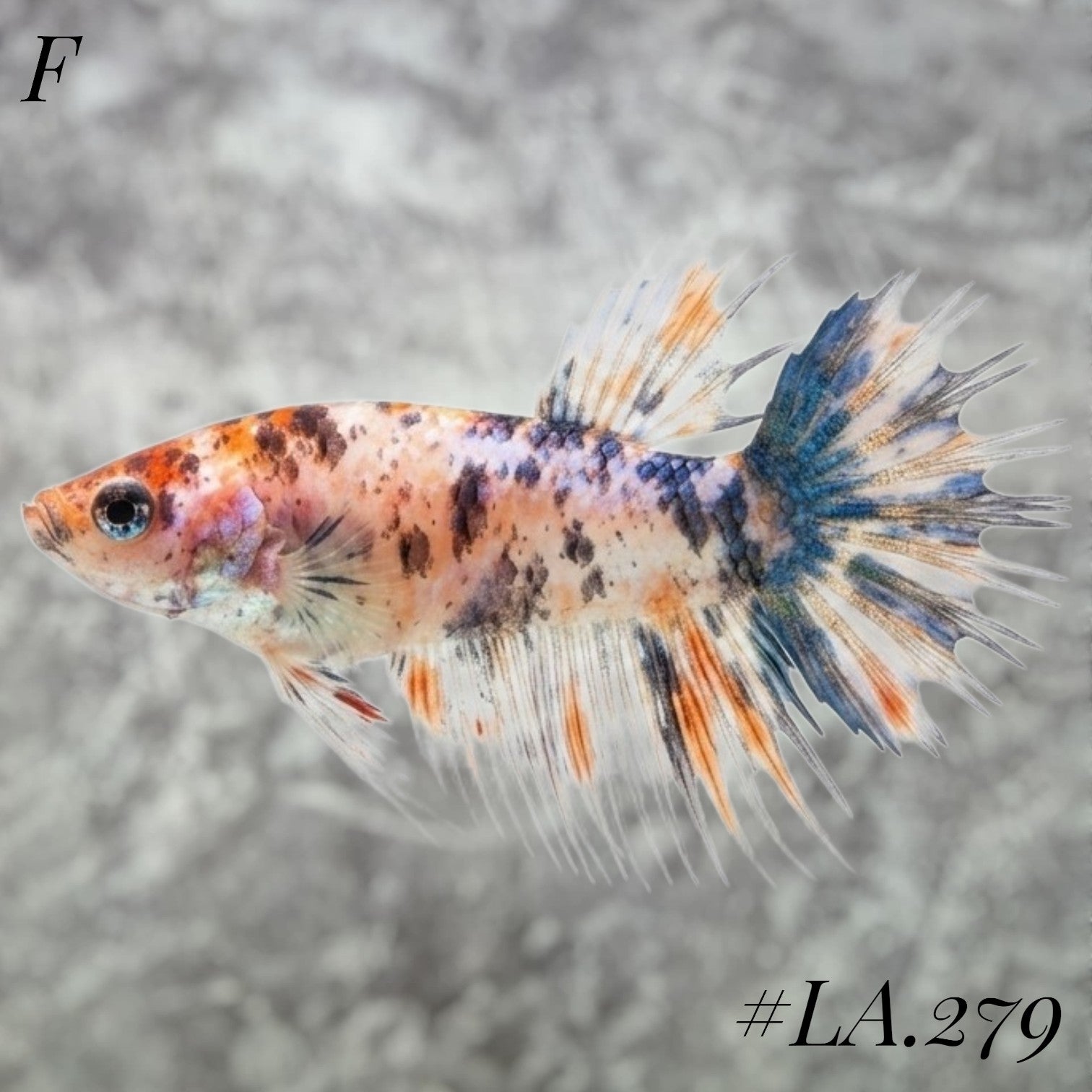 MULTICOLOR LEOPARD ORANGE GALAXY CROWNTAIL FEMALE #LA.279