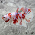 WHITE BARONGSAI RED GOLD GALAXY HMPK MALE #LA.186