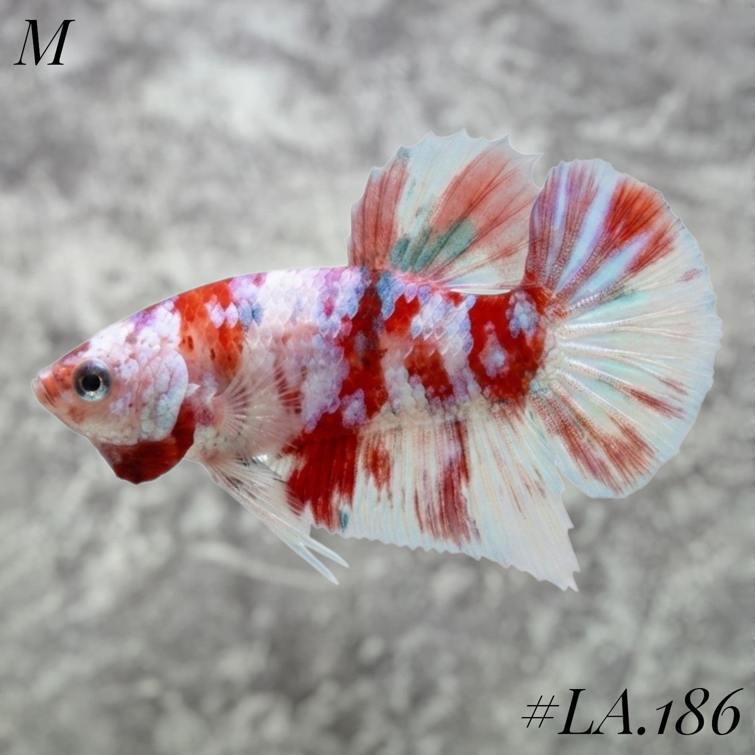 WHITE BARONGSAI RED GOLD GALAXY HMPK MALE #LA.186