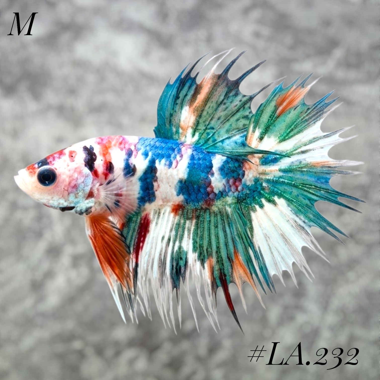 MULTICOLOR GREEN NEMO GALAXY CROWNTAIL MALE #LA.232
