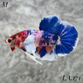 BABY DUMBO EARS MULTICOLOR CANDY NEMO BLUE GALAXY HMPK MALE #LA.171