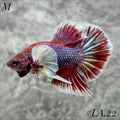 PURPLE LAVENDER BUTTERFLY DUMBO EARS HMPK MALE #LA.22