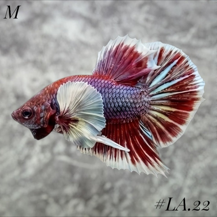 PURPLE LAVENDER BUTTERFLY DUMBO EARS HMPK MALE #LA.22