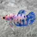MULTICOLOR BLUE NEMO GALAXY CROWNTAIL FEMALE #LA.336