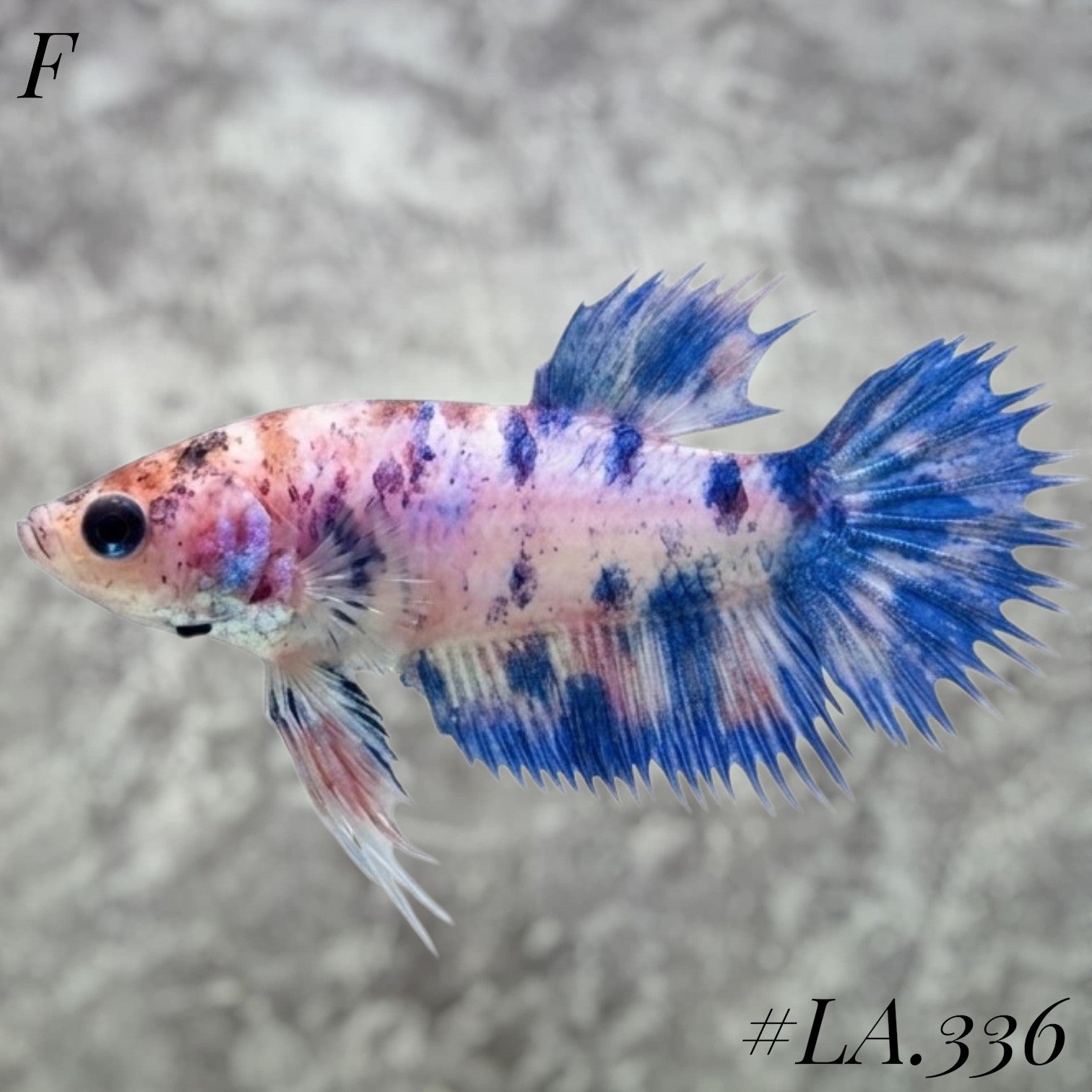 MULTICOLOR BLUE NEMO GALAXY CROWNTAIL FEMALE #LA.336