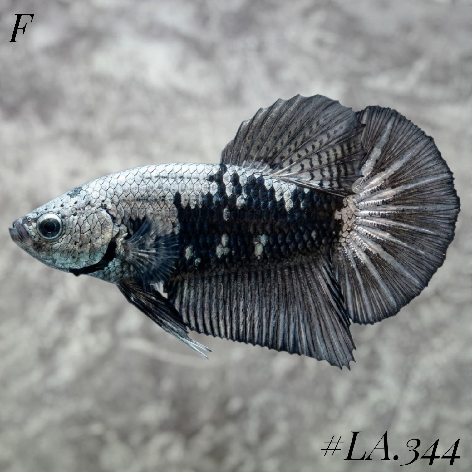 BLACK SAMURAI SNOW STAR TAIL HMPK FEMALE #LA.344