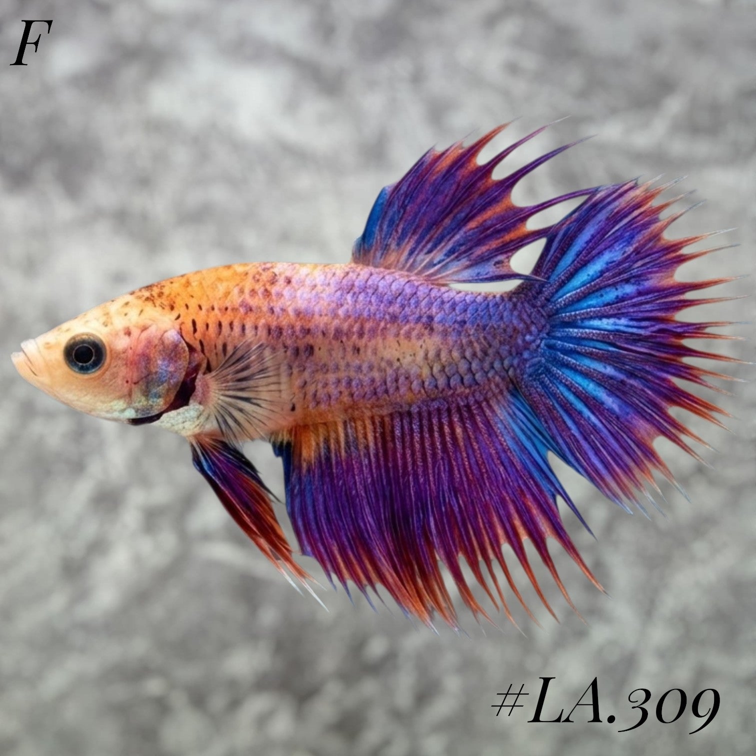 MULTICOLOR LEOPARD PURPLE GALAXY CROWNTAIL FEMALE #LA.309