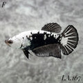 BLACK VENOM SAMURAI HMPK FEMALE #LA.167