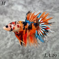 MULTICOLOR ORANGE TIGER CROWNTAIL MALE #LA.29