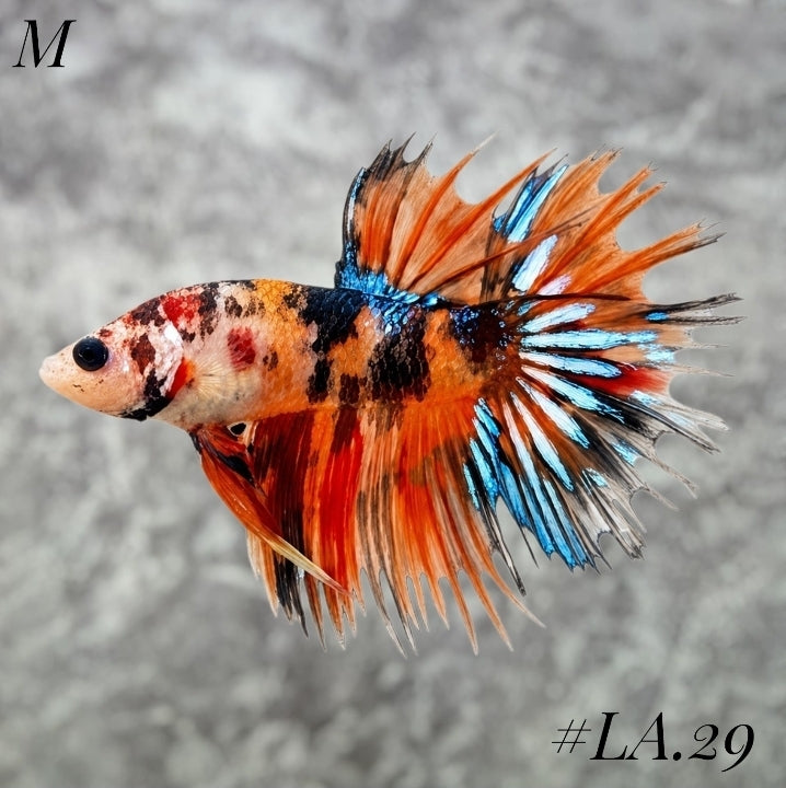 MULTICOLOR ORANGE TIGER CROWNTAIL MALE #LA.29