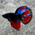 AVATAR BLACKSTAR VAMPIRE HALFMOON MALE #LA.75