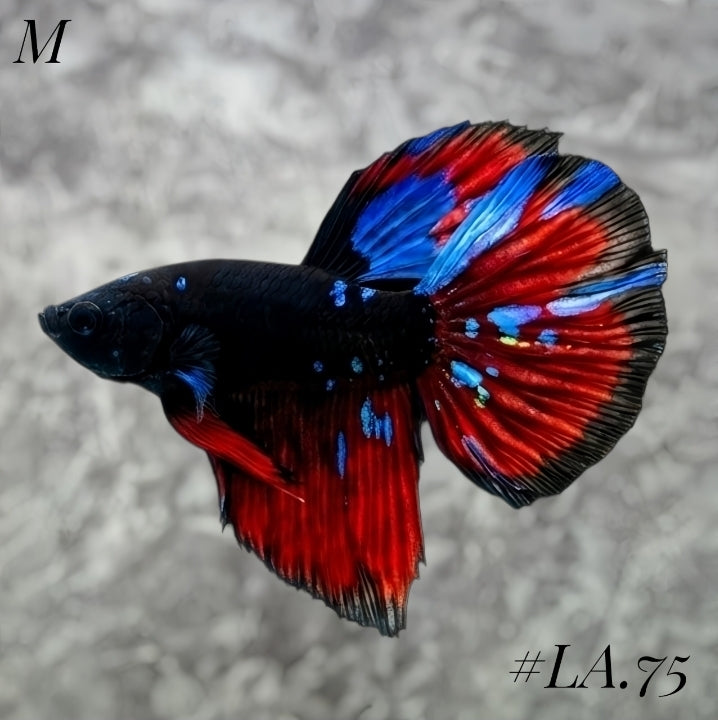 AVATAR BLACKSTAR VAMPIRE HALFMOON MALE #LA.75