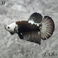 BLACK VENOM HMPK MALE #LA.80