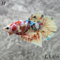 WHITE BARONGSAI PURPLE GALAXY HMPK MALE #LA.126