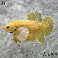 BUTTERFLY SOFT GOLD DUMBO EARS HMPK MALE #LA.199