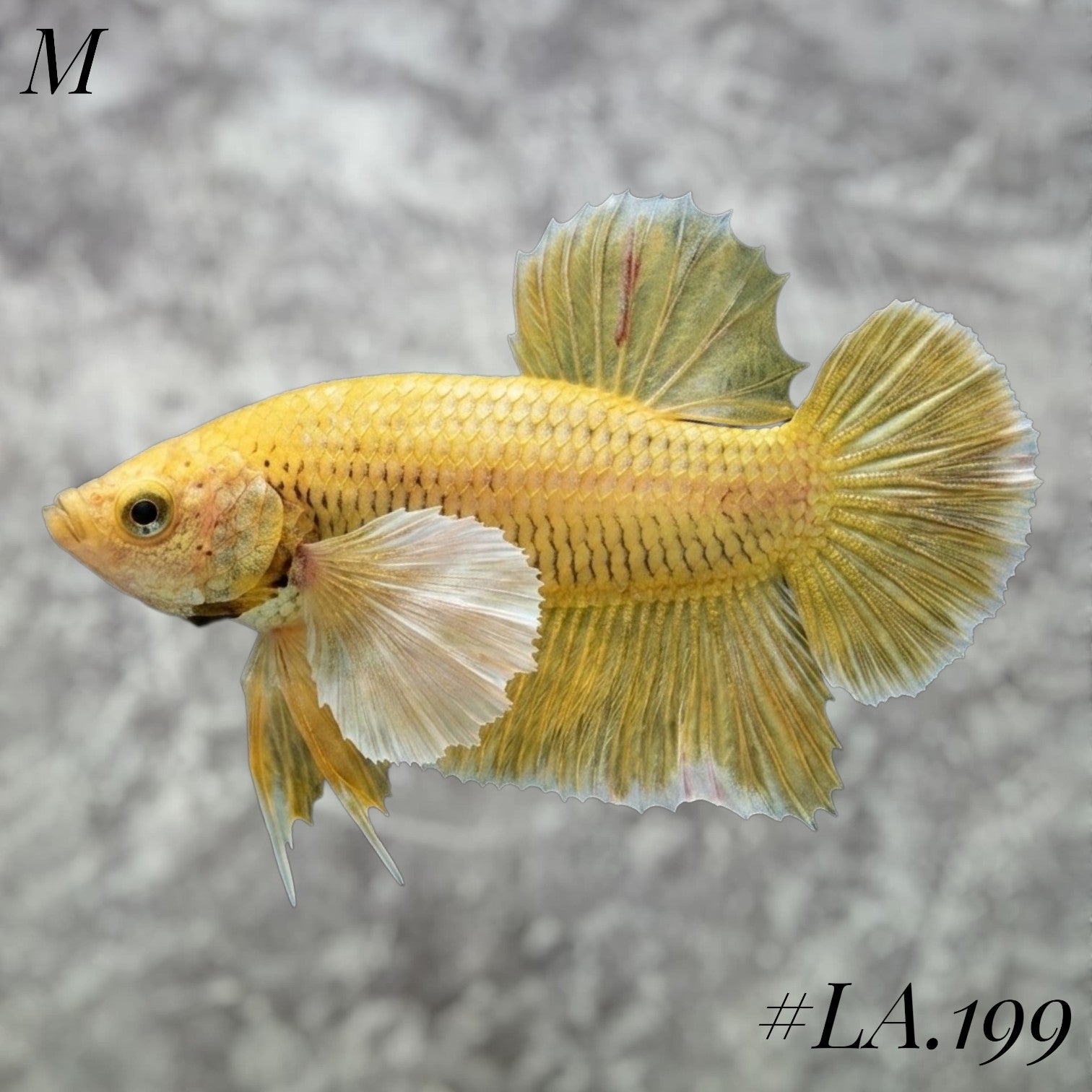BUTTERFLY SOFT GOLD DUMBO EARS HMPK MALE #LA.199