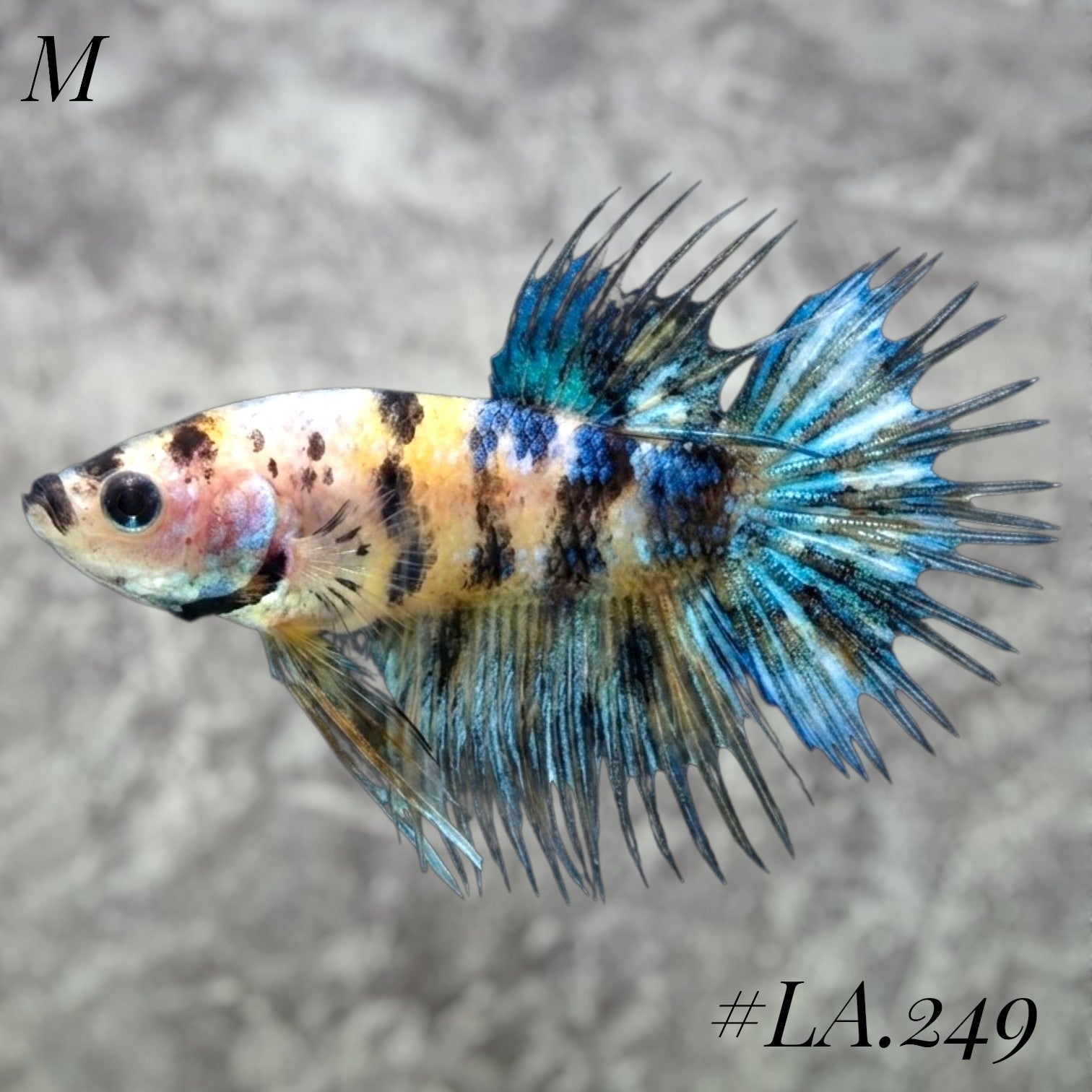 MULTICOLOR YELLOW TIGER GALAXY CROWNTAIL FEMALE #LA.249