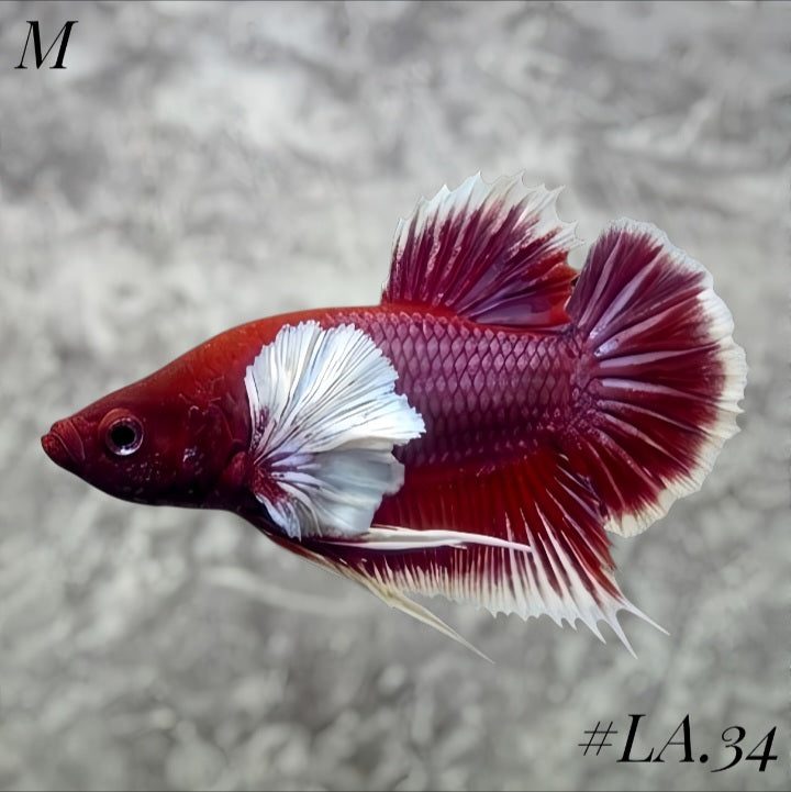 PURPLE LAVENDER BUTTERFLY DUMBO EARS HMPK MALE #LA.34