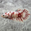 BARONGSAI WHITE GOLD SHIMMER GALAXY FEMALE #LA.342