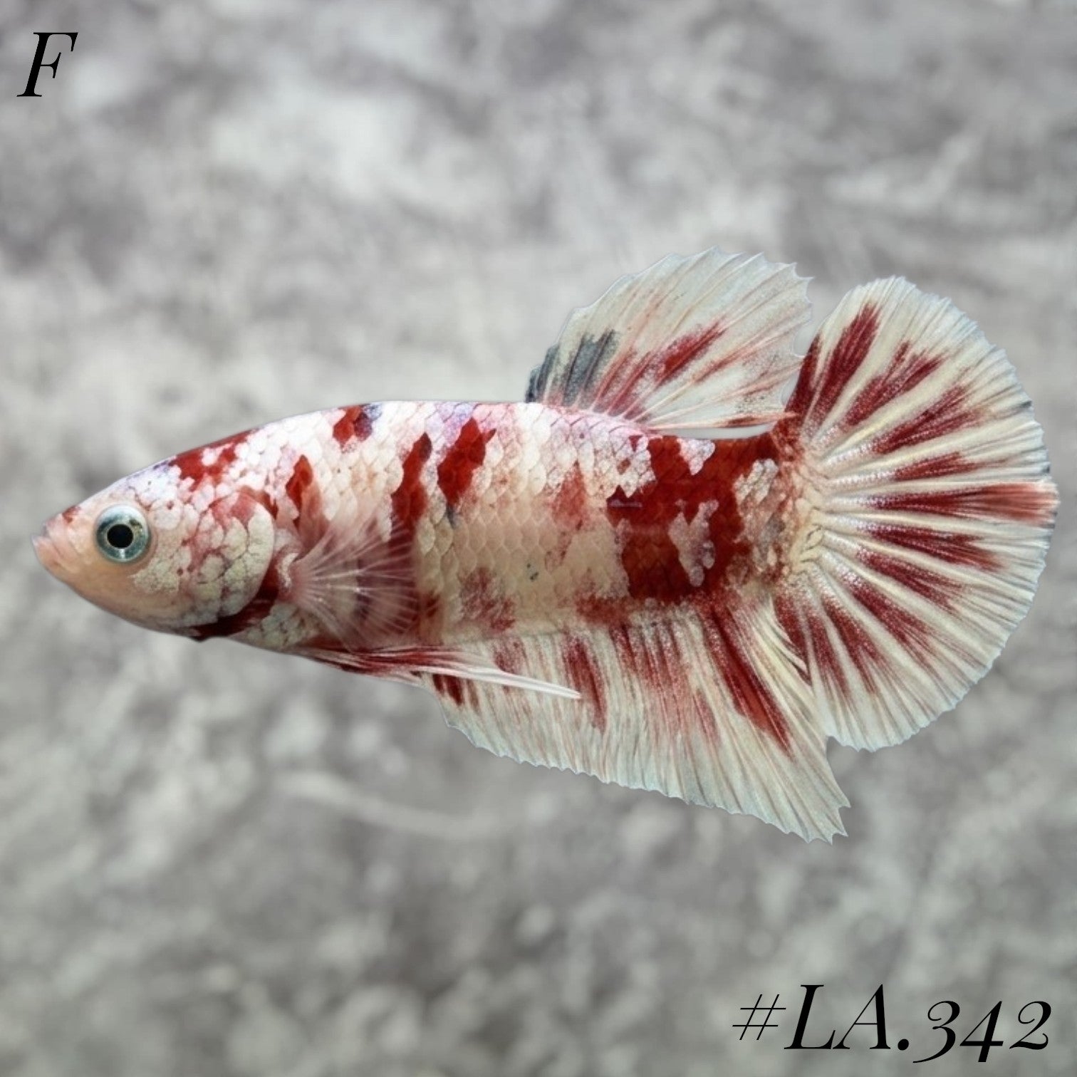 BARONGSAI WHITE GOLD SHIMMER GALAXY FEMALE #LA.342