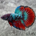 AVATAR BLACKSTAR GALAXY SHIMER HALFMOON MALE #LA.284