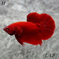SOLID SUPER RED HMPK MALE #LA.87