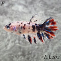 MULTICOLOR YELLOW GALAXY CROWNTAIL FEMALE #LA.202
