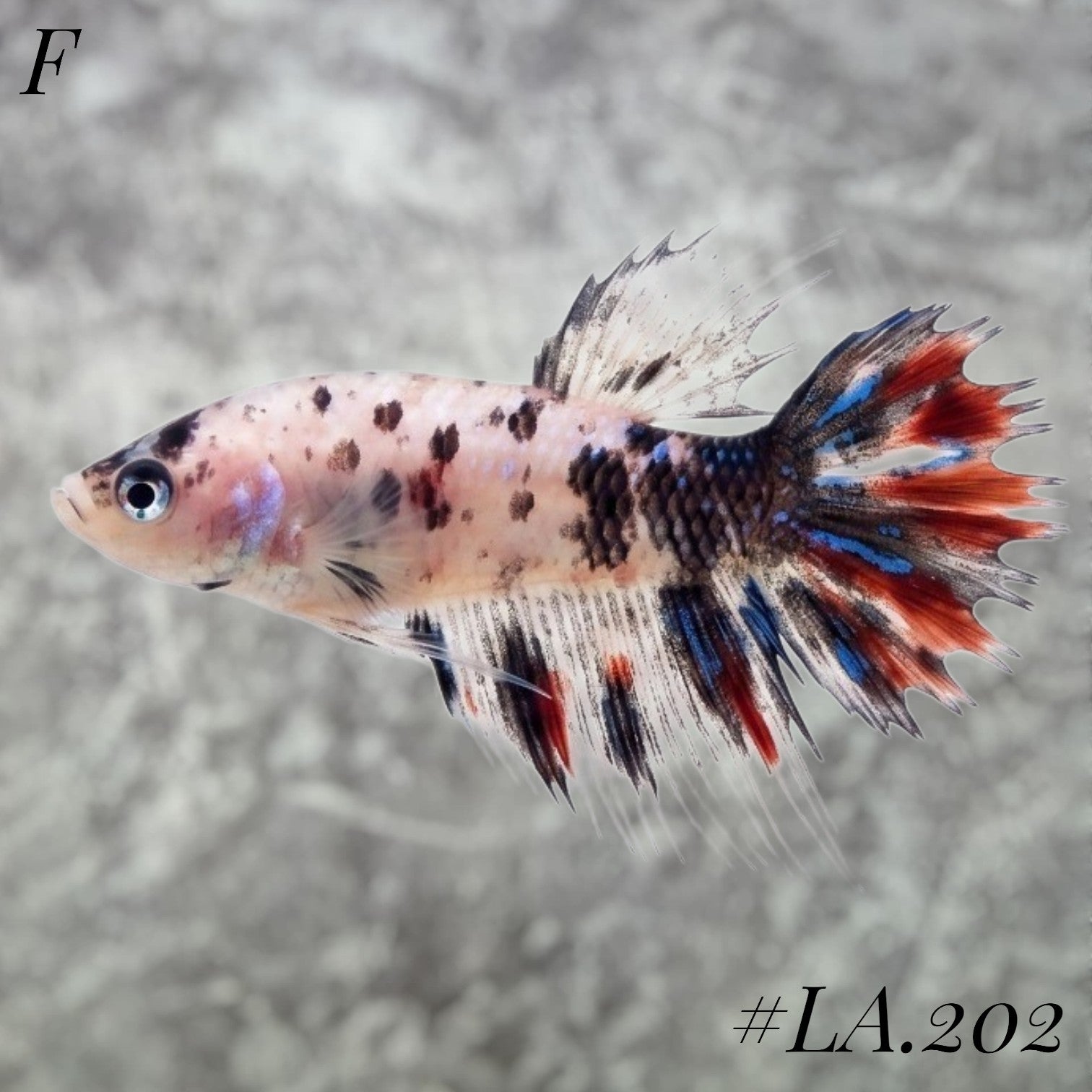 MULTICOLOR YELLOW GALAXY CROWNTAIL FEMALE #LA.202