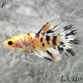MULTICOLOR YELLOW BANANA FULL EGG CROWNTAIL FEMALE #LA.340