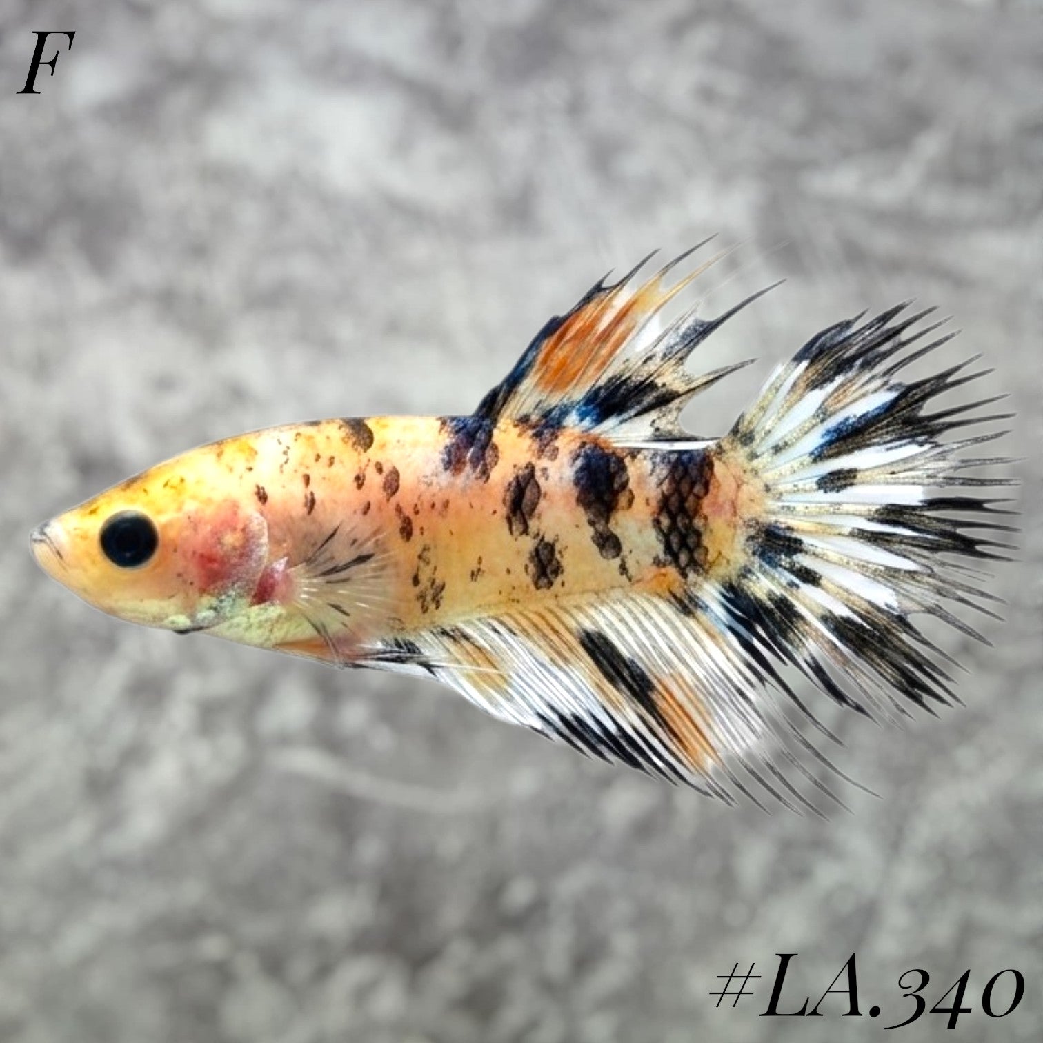 MULTICOLOR YELLOW BANANA FULL EGG CROWNTAIL FEMALE #LA.340