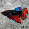 AVATAR BLUESTAR GALAXY FULL EGG HALFMOON FEMALE #LA.297