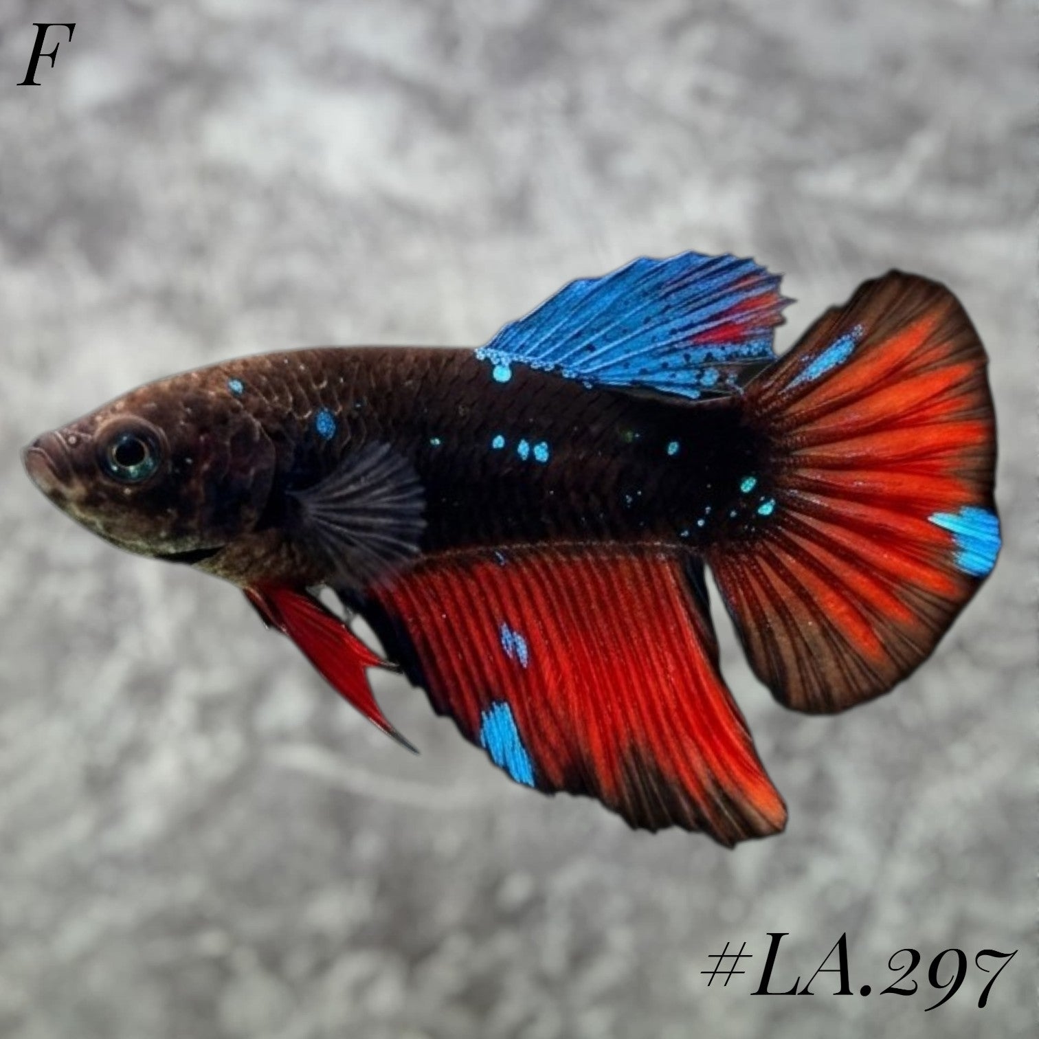 AVATAR BLUESTAR GALAXY FULL EGG HALFMOON FEMALE #LA.297