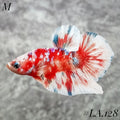 WHITE BARONGSAI PURPLE GALAXY HMPK MALE #LA.128