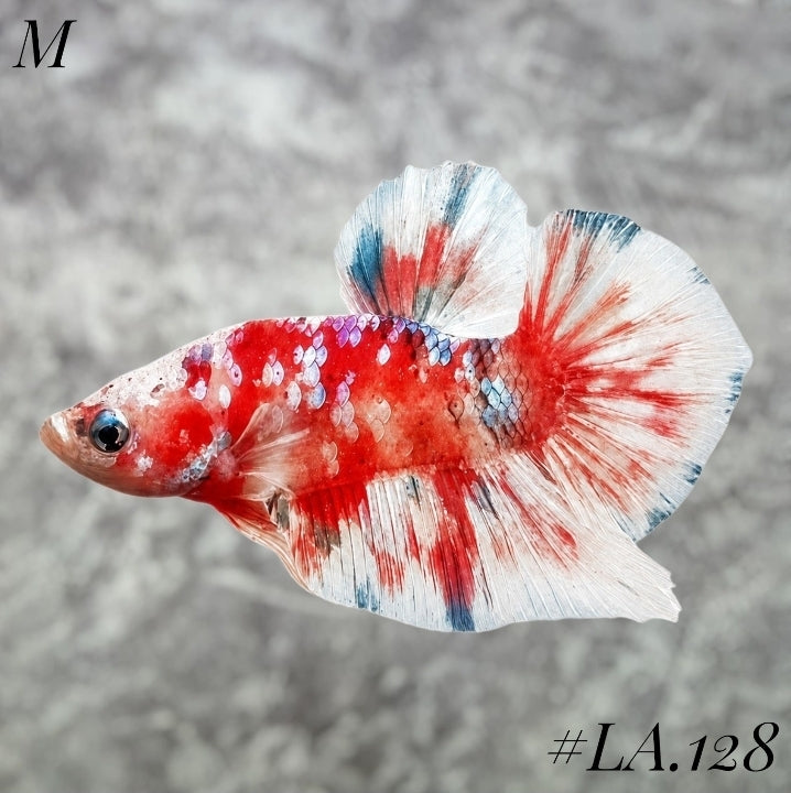 WHITE BARONGSAI PURPLE GALAXY HMPK MALE #LA.128