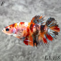 MULTICOLOR LEOPARD ORANGE CROWNTAIL FEMALE #LA.338