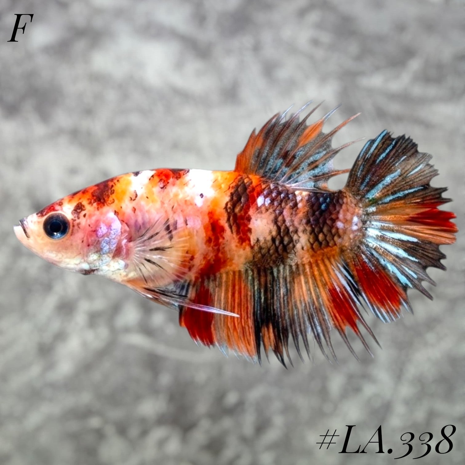MULTICOLOR LEOPARD ORANGE CROWNTAIL FEMALE #LA.338