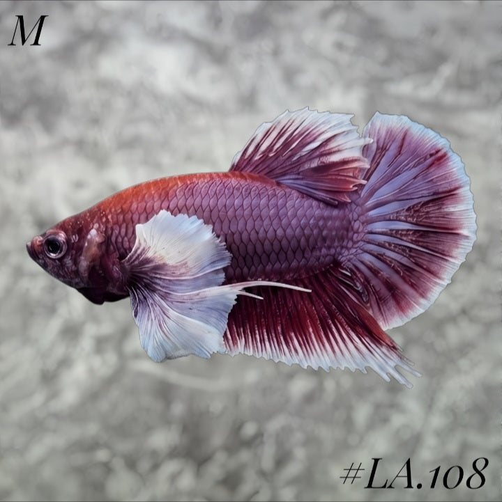PURPLE LAVENDER BUTTERFLY DUMBO EARS HMPK MALE #LA.108