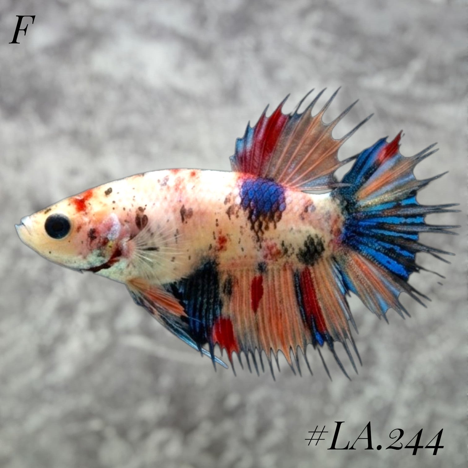 MULTICOLOR ORANGE TIGER GALAXY CROWNTAIL FEMALE #LA.244