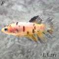 MULTICOLOR YELLOW TIGER GALAXY CROWNTAIL MALE #LA.213